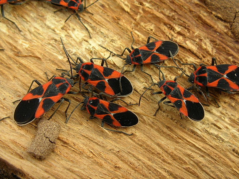 Tropidothorax leucopterus